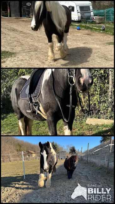 Liebe Tinkerstute sucht Bewegung 🥰, Nicole Lier, Horse Sharing, Karlsdorf b. Enzersdorf/ Fischa , Image 4