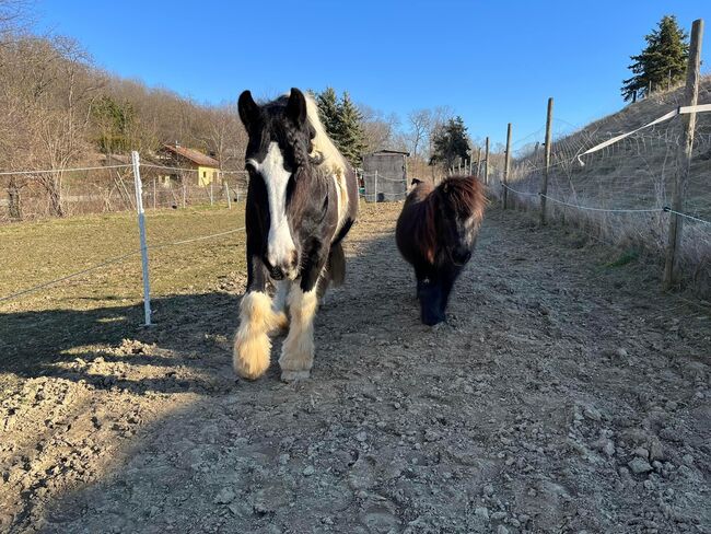 Liebe Tinkerstute sucht Bewegung 🥰, Nicole Lier, Horse Sharing, Karlsdorf b. Enzersdorf/ Fischa , Image 3