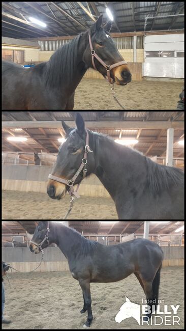 Liebe Trakehner Stute, Miriam, Horses For Sale, Friedrichsgraben, Image 4