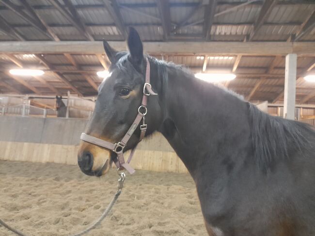 Liebe Trakehner Stute, Miriam, Horses For Sale, Friedrichsgraben, Image 2