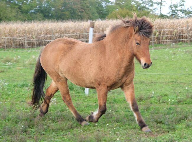 liebe Jungstute, roh, Hartmann, Horses For Sale, Basel
