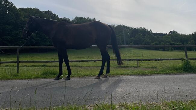 Lieber Wallach für Jung und Alt, Kerstin Rehbehn (Pferdemarketing Ost), Horses For Sale, Nienburg, Image 5