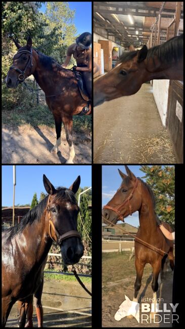 Liebevolles Verlasspferd für jedermann, Vicky, Horses For Sale, Wien, Alsergrund, Image 6