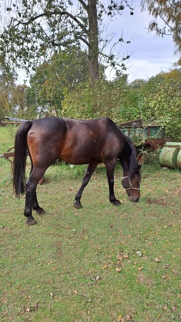 Liebevoller, braver Traber Wallach, Kerstin Rehbehn (Pferdemarketing Ost), Horses For Sale, Nienburg, Image 12