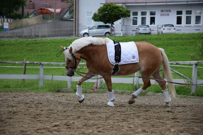 Liebevolle Haflingerstute Cessyna sucht neues Zuhause, Sandra Schrattenecker, Horses For Sale, Waldzell, Image 2