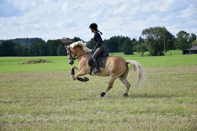Liebevolle Haflingerstute Cessyna sucht neues Zuhause, Sandra Schrattenecker, Horses For Sale, Waldzell, Image 4