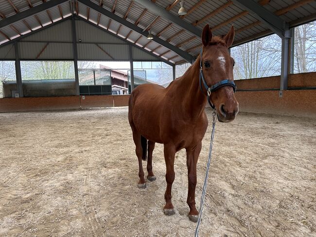 Liebevolle Fuchsstute sucht Platz fürs Leben, Daniela Hummer , Horses For Sale, Haag am Hausruck , Image 2