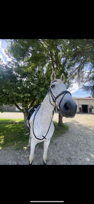 Liebevolle Stute sich 5-⭐️ zuhause, Lina , Horses For Sale, Premstätten , Image 4