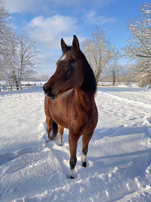 Liebevolle Stute sucht neue Menschen, Stefanie Schindler, Horses For Sale, Obertrum am See, Image 2