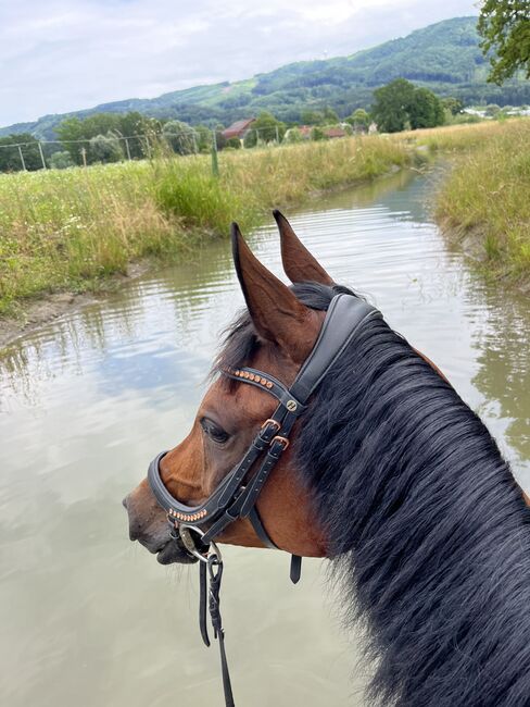 Liebevolle Stute sucht neue Menschen, Stefanie Schindler, Horses For Sale, Obertrum am See, Image 3