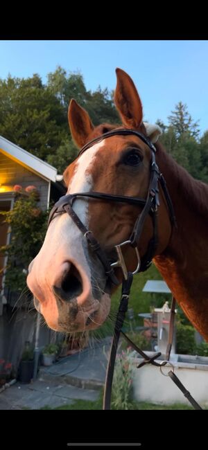 Liebevolle Stute zu verkaufen, Laura Meier, Horses For Sale, Heiden