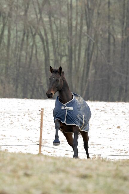 Liebevolle Warmblut Stute sucht Neues für Immer Zuhause, Raphaela Dietrich, Horses For Sale, Ort im Innkreis