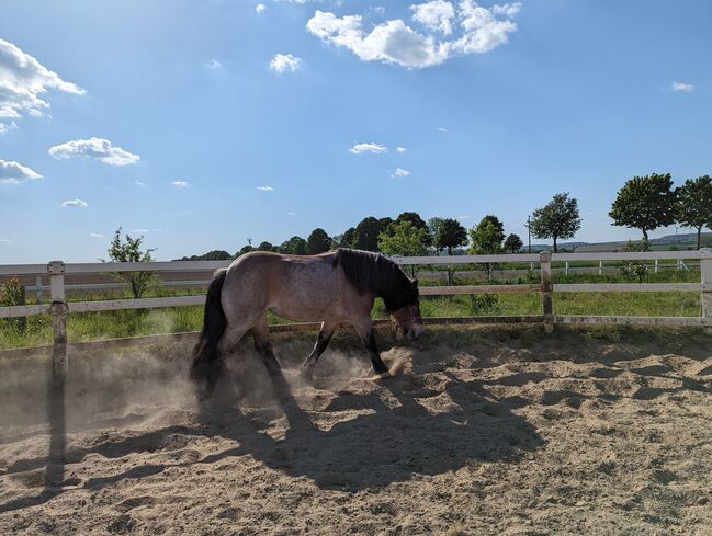 Kaltblut Rheinisch Deutsch, Künzel , Horses For Sale, Söhlde, Image 7
