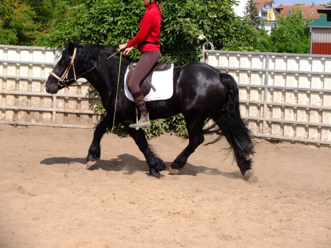 Kaltblutwallach "Tomaz"!, Pferdehandlung Christian Kürschner, Horses For Sale, Buttstädt, Image 12