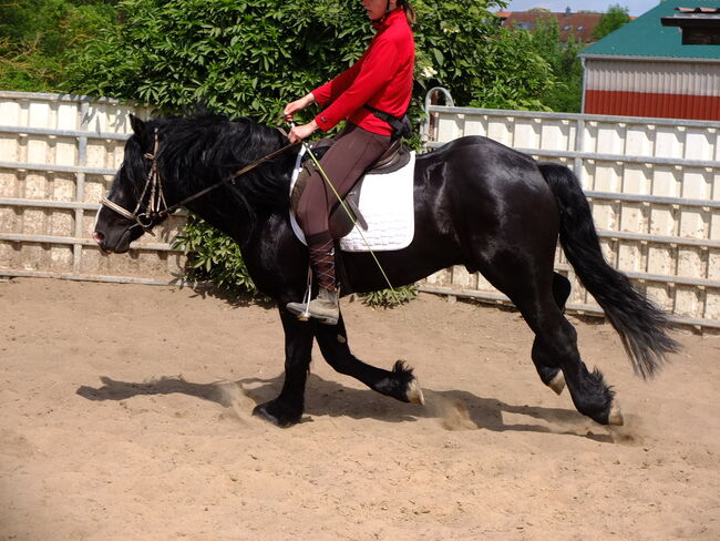 Kaltblutwallach "Tomaz"!, Pferdehandlung Christian Kürschner, Horses For Sale, Buttstädt, Image 3