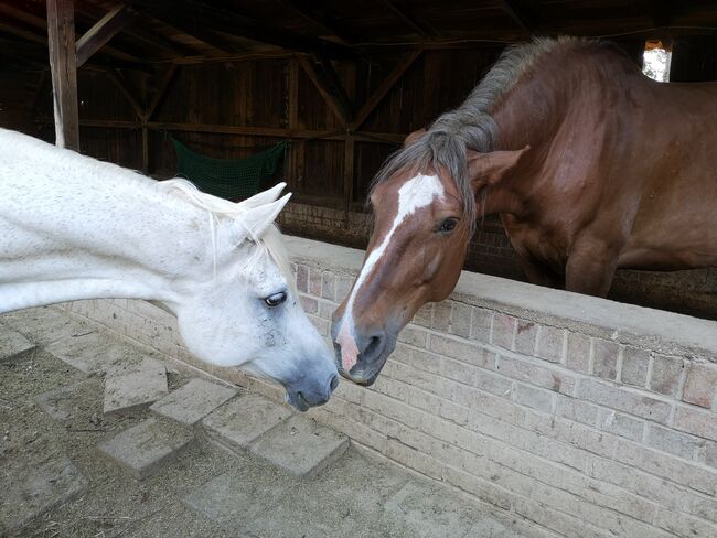 Kaltblutstute, Barbara Ott, Horses For Sale, Bad Neualbenreuth , Image 2