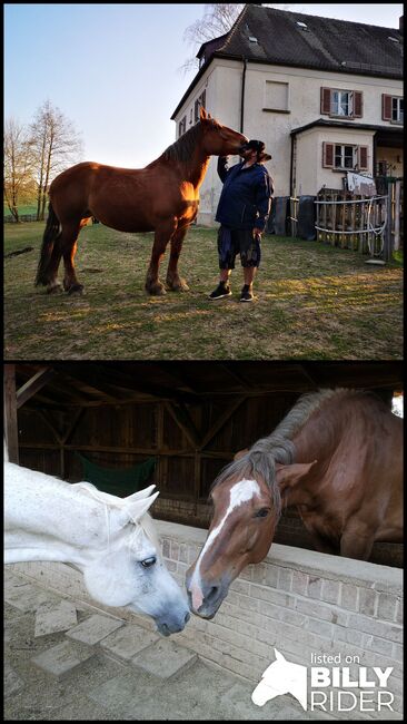 Kaltblutstute, Barbara Ott, Horses For Sale, Bad Neualbenreuth , Image 3