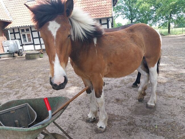Kaltblutstute 1.5 abzugeben, Lydia, Pferd kaufen, Hille