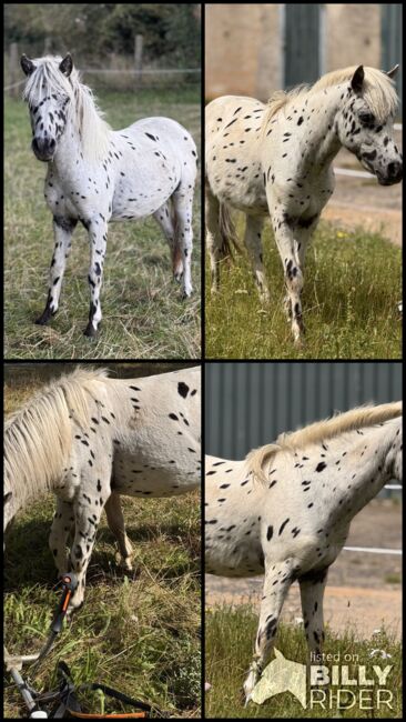 Championatssieger DtPb Shetlandpony/Shetty HF Tigerschecke, Nicole Prignitz , Horses For Sale, Groß Molzahn , Image 8