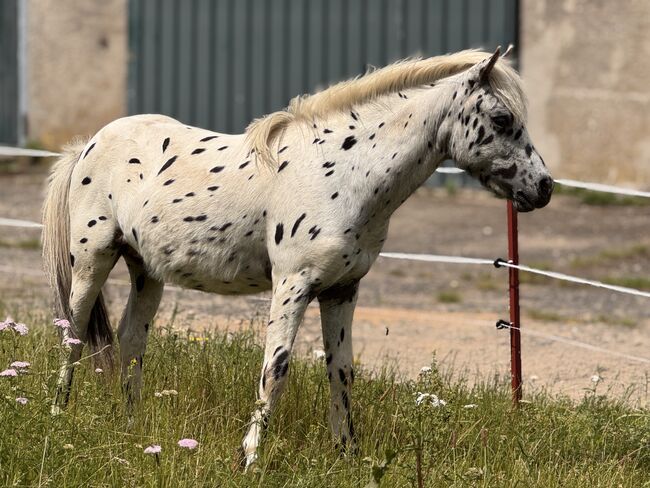 Championatssieger DtPb Shetlandpony/Shetty HF Tigerschecke, Nicole Prignitz , Horses For Sale, Groß Molzahn , Image 4