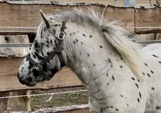 Championatssieger DtPb Shetlandpony/Shetty HF Tigerschecke, Nicole Prignitz , Horses For Sale, Groß Molzahn 
