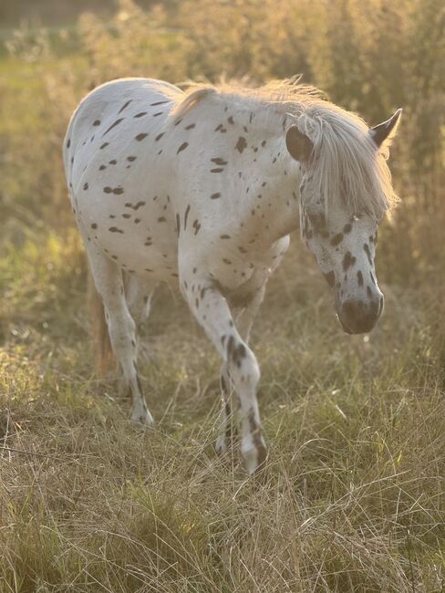 Championatssieger DtPb Shetlandpony/Shetty HF Tigerschecke, Nicole Prignitz , Horses For Sale, Groß Molzahn , Image 5