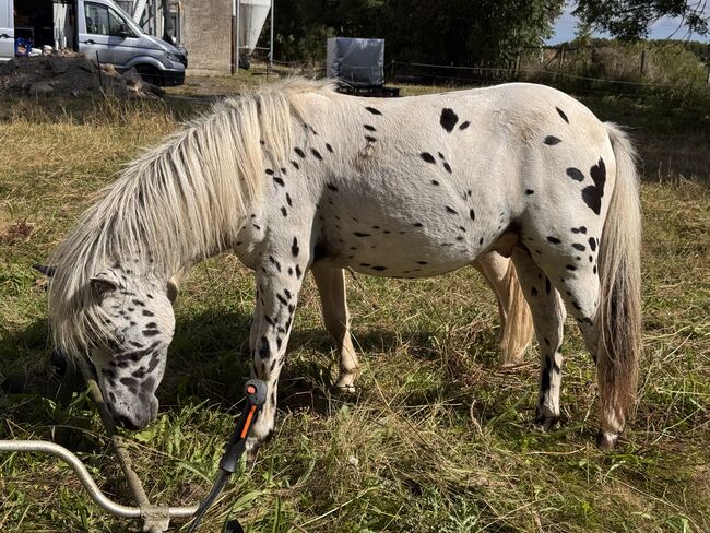 Championatssieger DtPb Shetlandpony/Shetty HF Tigerschecke, Nicole Prignitz , Horses For Sale, Groß Molzahn , Image 6