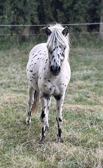 Championatssieger DtPb Shetlandpony/Shetty HF Tigerschecke, Nicole Prignitz , Horses For Sale, Groß Molzahn , Image 7