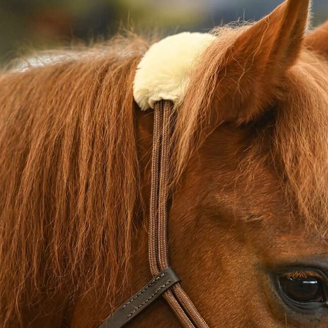 Zilco Lami-Cell Longierhalfter, Maya (Swisshorseshop), Lonżowanie, Frauenfeld, Image 5