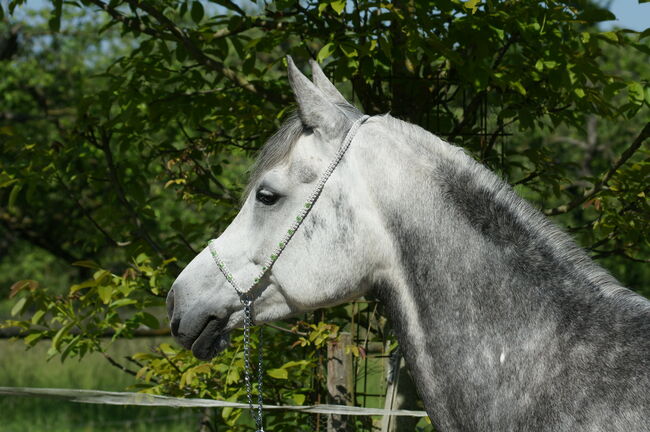 Show Halfter "Crystal"  wunderschön mit Kubusperlen komplett mit Kette und Strick, Showhalfter, Una (Horse-design), Kantary, Rot am See