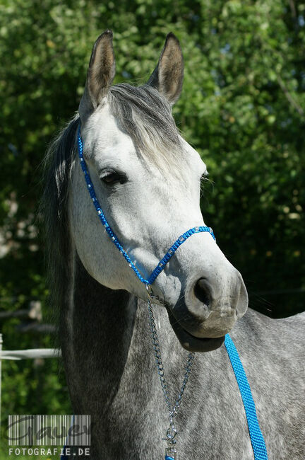 Show Halfter "Crystal"  wunderschön mit Kubusperlen komplett mit Kette und Strick, Showhalfter, Una (Horse-design), Kantary, Rot am See, Image 2