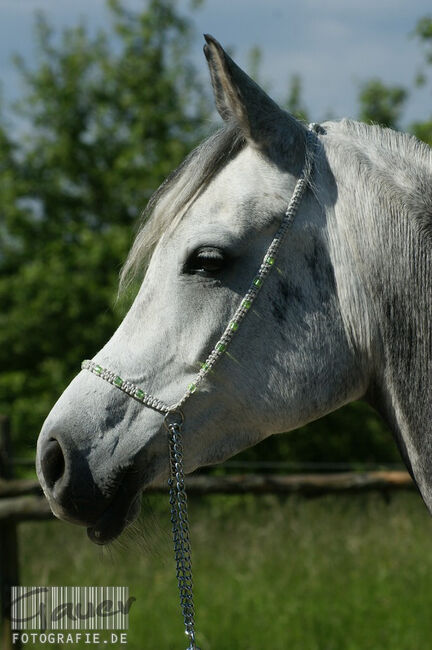 Show Halfter "Crystal"  wunderschön mit Kubusperlen komplett mit Kette und Strick, Showhalfter, Una (Horse-design), Kantary, Rot am See, Image 3