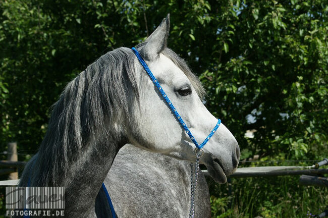 Show Halfter "Crystal" wunderschön mit Kubusperlen komplett mit Kette und Strick, Showhalfter, Una (Horse-design), Kantary, Rot am See, Image 5