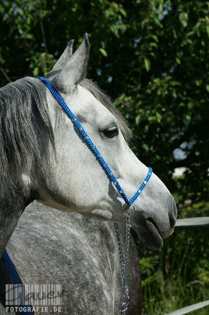 Show Halfter "Crystal" wunderschön mit Kubusperlen komplett mit Kette und Strick, Showhalfter, Una (Horse-design), Kantary, Rot am See