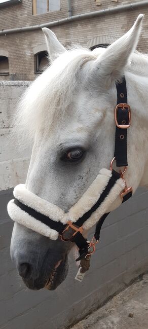Pony Fellhalfter, Karolina, Kantary, Köln, Image 2