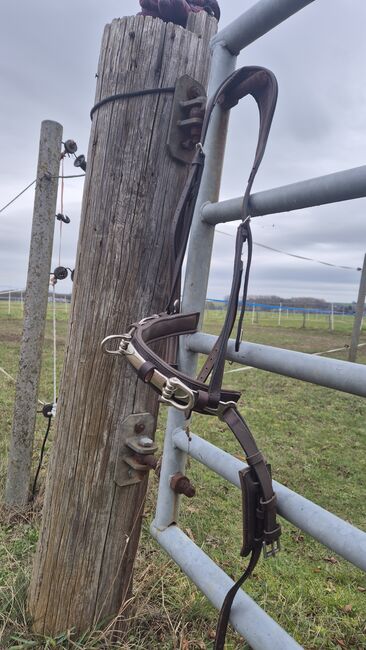 Kappzaum, Claridge House, Annalena Ippolito , Longieren, Empelde