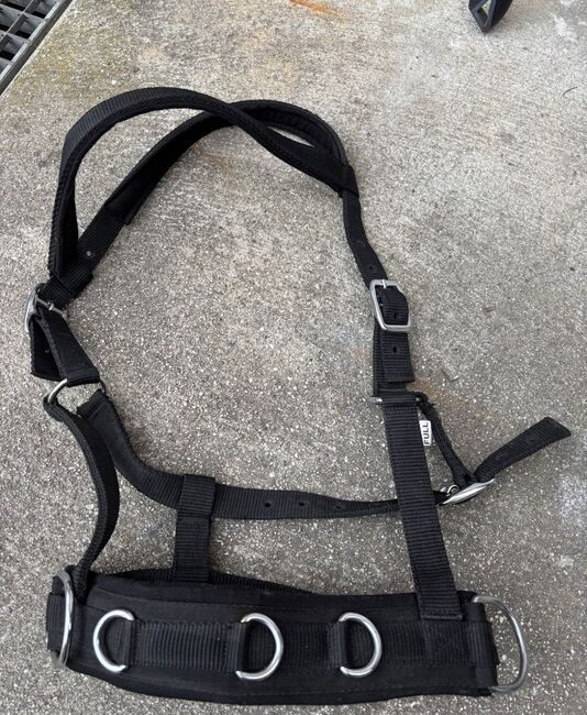 Kappzaum in Full, Nia, Longieren, Freilassing