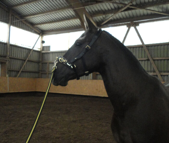 KAPPZAUM Leder, Kappzaum Loesdaus Profi, Kati, Lunging, Waldems