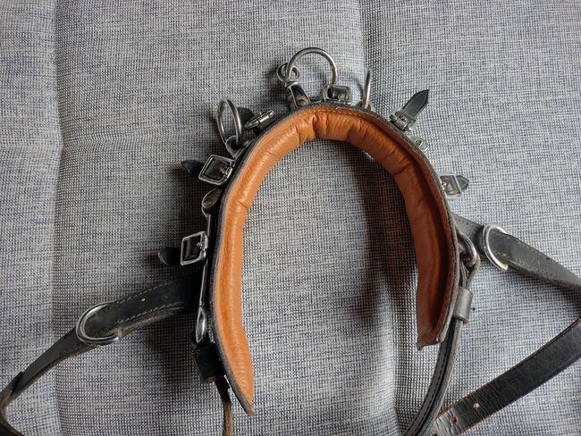 Kappzaum Leder WB, Jenny, Longieren, Zürich