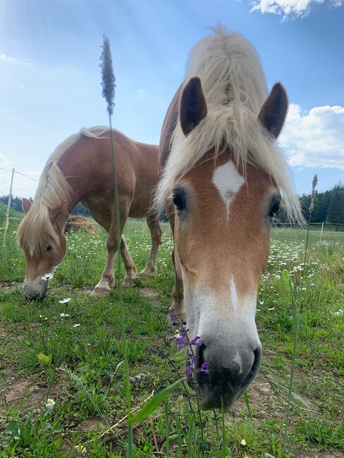 Kärntner Haflinger, Kerstin, Horses For Sale, Bleiburg