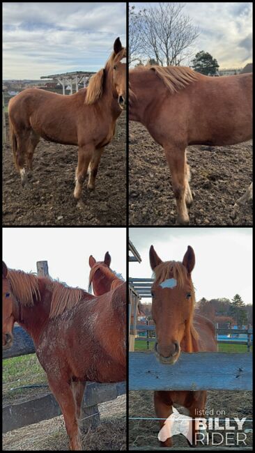 Fuchs Warmblut, Denise, Horses For Sale, Bogenneusiedl , Image 6