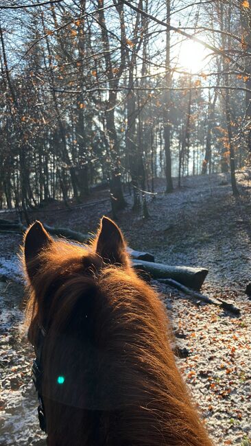 Fuchsstute Mix, Franziska Eiteljörge, Horses For Sale, Elixhausen , Image 3