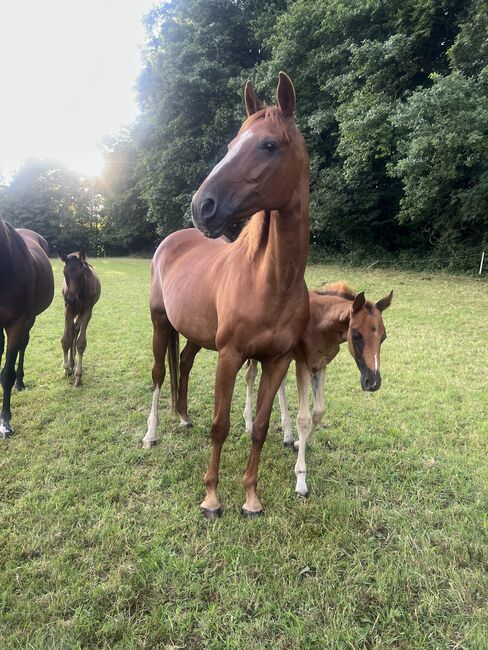 Fuchsstute abzugeben, Annika , Horses For Sale, Bochum, Image 2