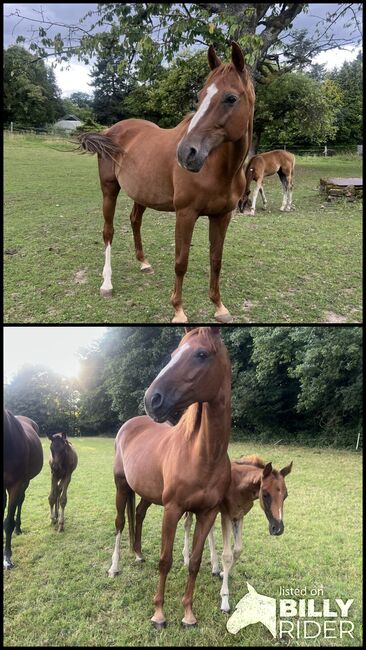 Fuchsstute abzugeben, Annika , Horses For Sale, Bochum, Image 3