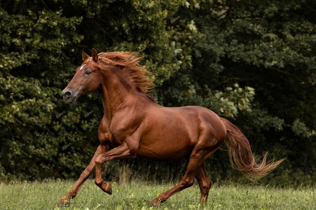 #chestnutlove #oldbutgold, WOW Pferd  (WOW Pferd), Horses For Sale, Bayern - Attenkirchen, Image 3