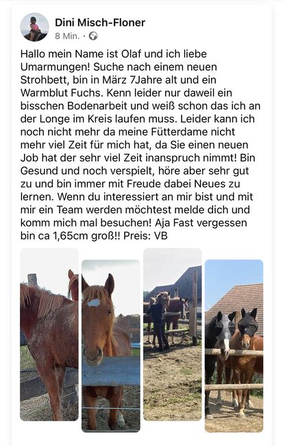 Fuchs Warmblut, Denise, Konie na sprzedaż, Bogenneusiedl , Image 5