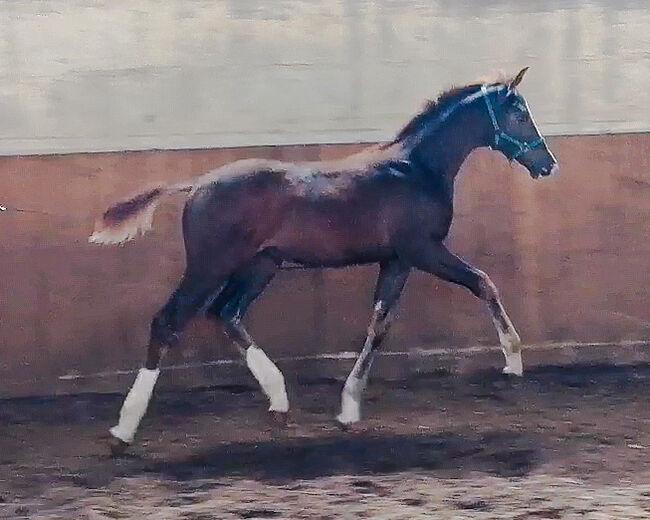 Fuchs Hengst 2 jährig, Anja Riegger , Konie na sprzedaż, Abtsgmünd