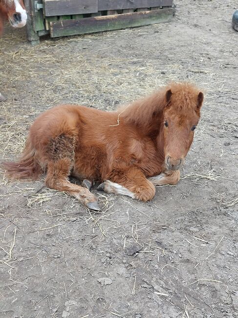 Fuchs Hengst zu verkaufen!!!, Baugatz, Konie na sprzedaż, Gransee, Image 5