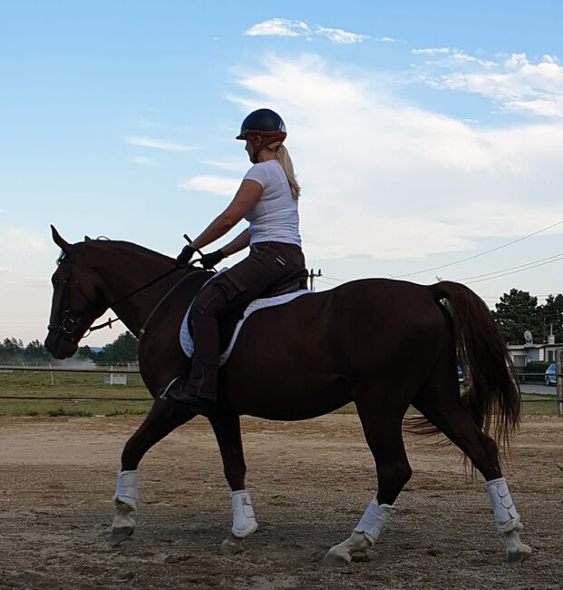 Lipizzaner Fuchs Wallach, Doro, Konie na sprzedaż, Velm, Image 3