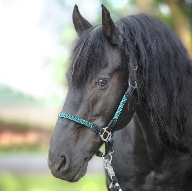 Kavalkade Leder Flechthalfter Tessa schwarz türkis WB, Kavalkade  Flechthalfter Tessa , Angelina , Halters, Bayreuth, Image 11